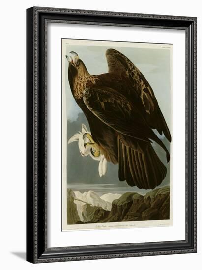 Golden Eagle-null-Framed Giclee Print