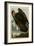 Golden Eagle-null-Framed Giclee Print