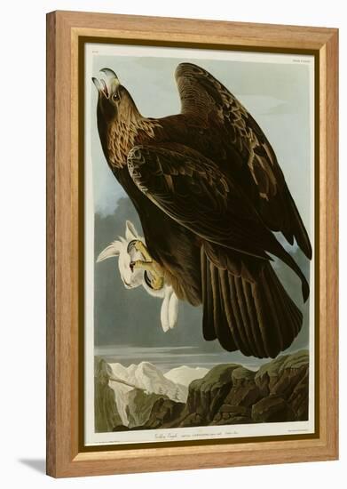 Golden Eagle-null-Framed Premier Image Canvas