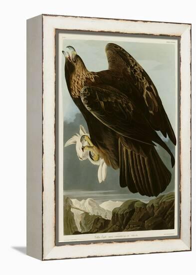 Golden Eagle-null-Framed Premier Image Canvas