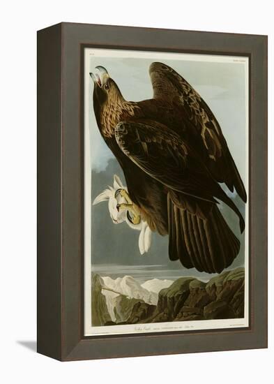 Golden Eagle-null-Framed Premier Image Canvas