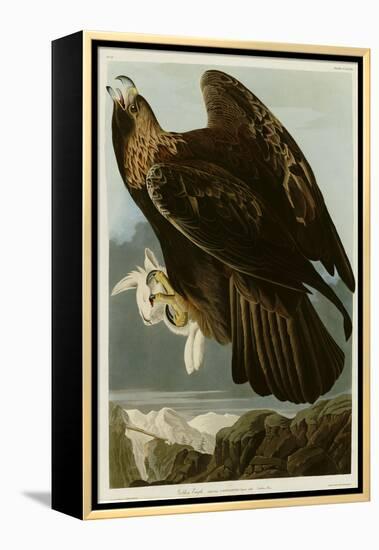 Golden Eagle-null-Framed Premier Image Canvas