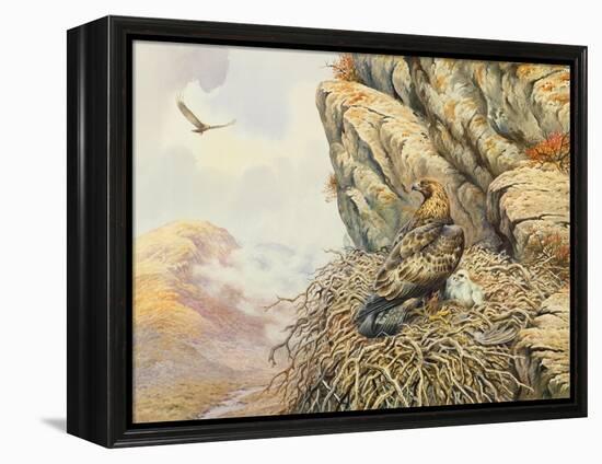Golden Eagles at Eyrie-Carl Donner-Framed Premier Image Canvas