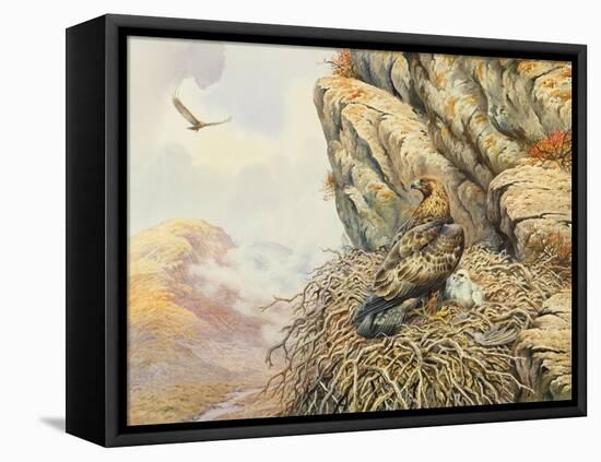 Golden Eagles at Eyrie-Carl Donner-Framed Premier Image Canvas