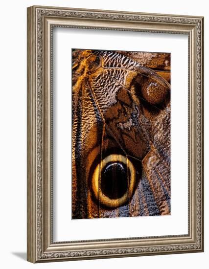 golden-edged owl-butterfly wing detail-claudio contreras-Framed Photographic Print