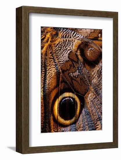 golden-edged owl-butterfly wing detail-claudio contreras-Framed Photographic Print