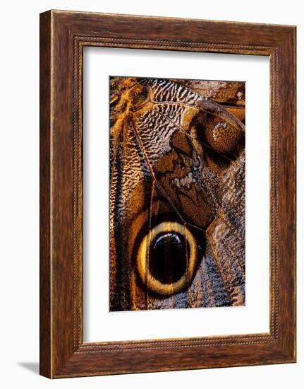 golden-edged owl-butterfly wing detail-claudio contreras-Framed Photographic Print