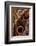 golden-edged owl-butterfly wing detail-claudio contreras-Framed Photographic Print