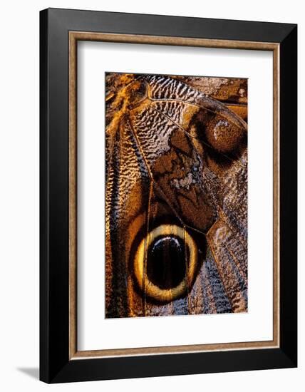 golden-edged owl-butterfly wing detail-claudio contreras-Framed Photographic Print