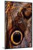 golden-edged owl-butterfly wing detail-claudio contreras-Mounted Photographic Print