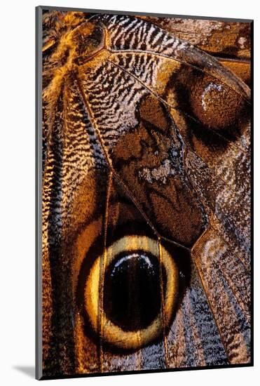 golden-edged owl-butterfly wing detail-claudio contreras-Mounted Photographic Print