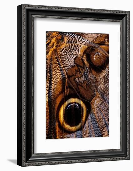 golden-edged owl-butterfly wing detail-claudio contreras-Framed Photographic Print