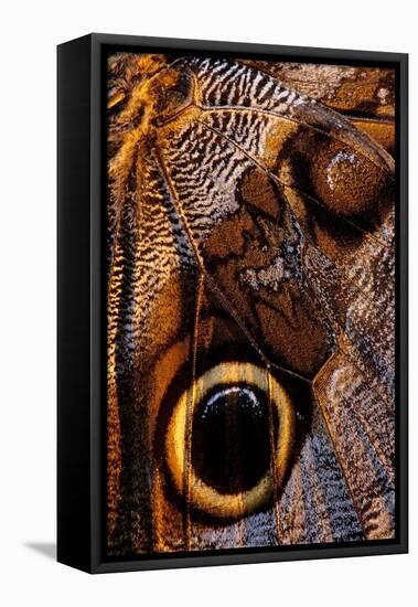 golden-edged owl-butterfly wing detail-claudio contreras-Framed Premier Image Canvas