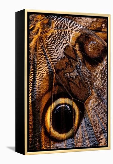 golden-edged owl-butterfly wing detail-claudio contreras-Framed Premier Image Canvas