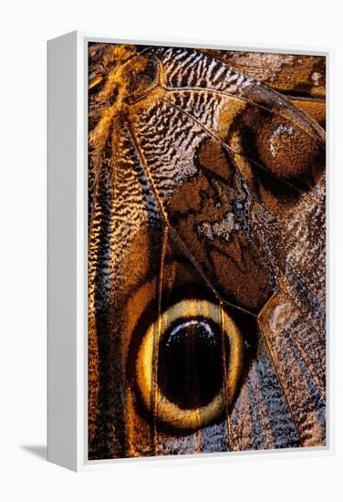 golden-edged owl-butterfly wing detail-claudio contreras-Framed Premier Image Canvas