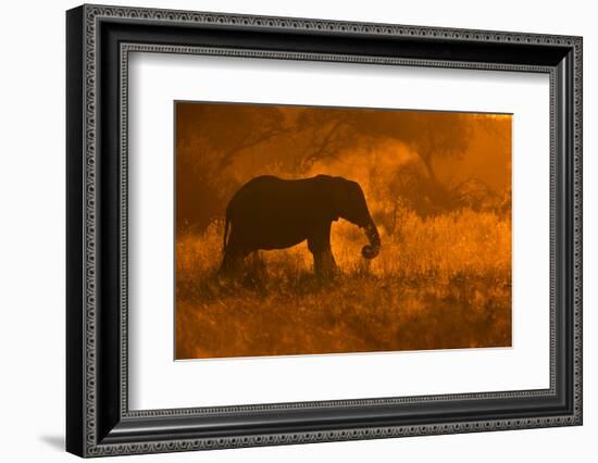Golden Elephant in Savute-Mario Moreno-Framed Photographic Print