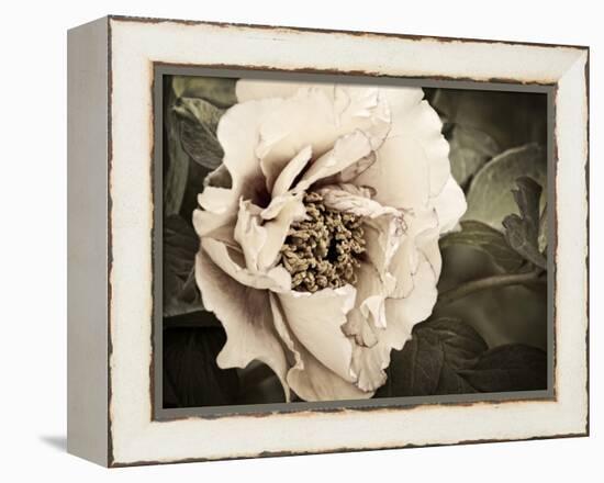 Golden Era Peony I-Rachel Perry-Framed Stretched Canvas