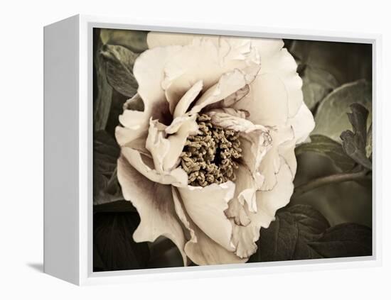 Golden Era Peony I-Rachel Perry-Framed Stretched Canvas
