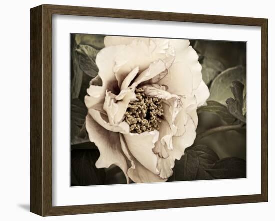 Golden Era Peony I-Rachel Perry-Framed Art Print