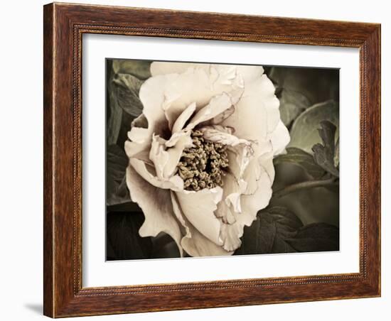 Golden Era Peony I-Rachel Perry-Framed Art Print