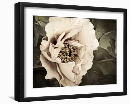 Golden Era Peony I-Rachel Perry-Framed Art Print