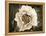Golden Era Peony II-Rachel Perry-Framed Stretched Canvas
