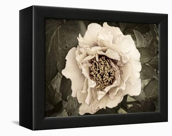 Golden Era Peony II-Rachel Perry-Framed Stretched Canvas