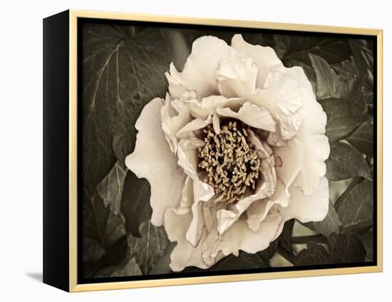 Golden Era Peony II-Rachel Perry-Framed Stretched Canvas