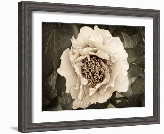 Golden Era Peony II-Rachel Perry-Framed Art Print