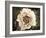 Golden Era Peony II-Rachel Perry-Framed Art Print