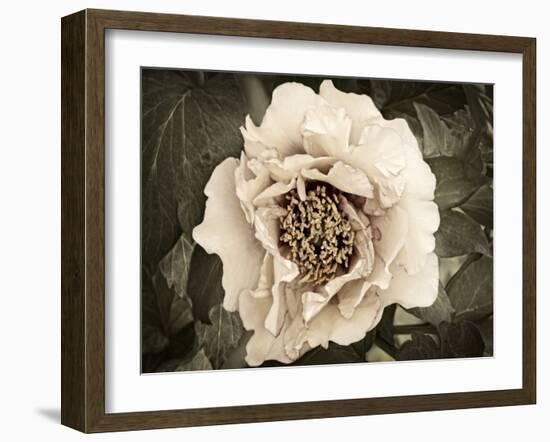 Golden Era Peony II-Rachel Perry-Framed Art Print