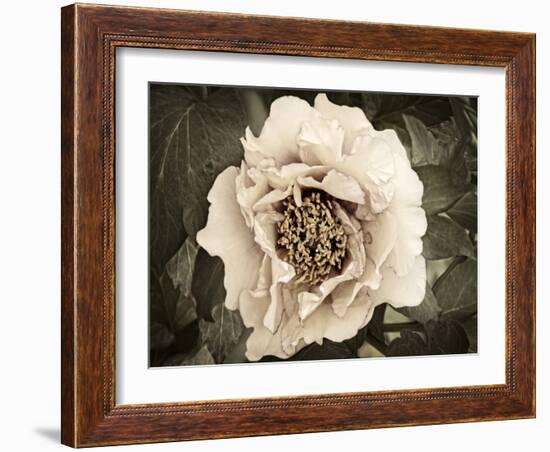 Golden Era Peony II-Rachel Perry-Framed Art Print