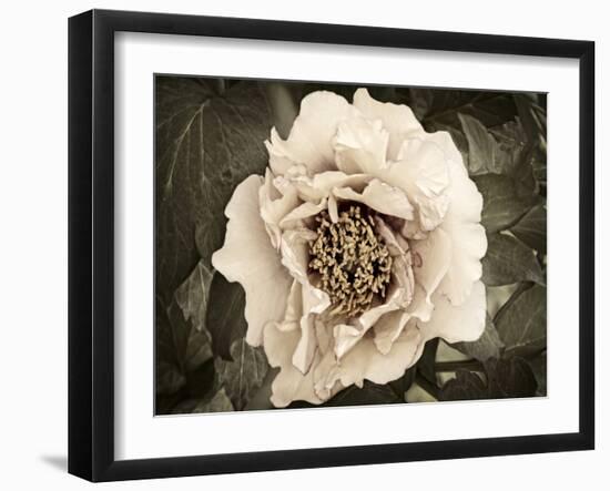 Golden Era Peony II-Rachel Perry-Framed Art Print