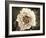 Golden Era Peony II-Rachel Perry-Framed Art Print