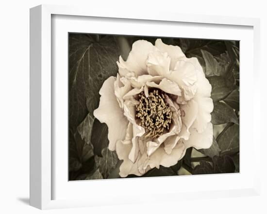 Golden Era Peony II-Rachel Perry-Framed Art Print