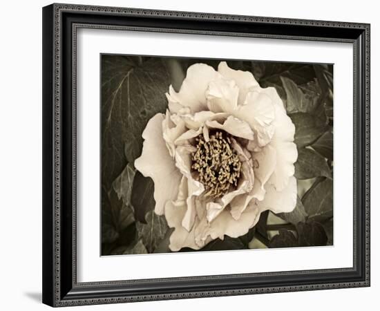 Golden Era Peony II-Rachel Perry-Framed Art Print