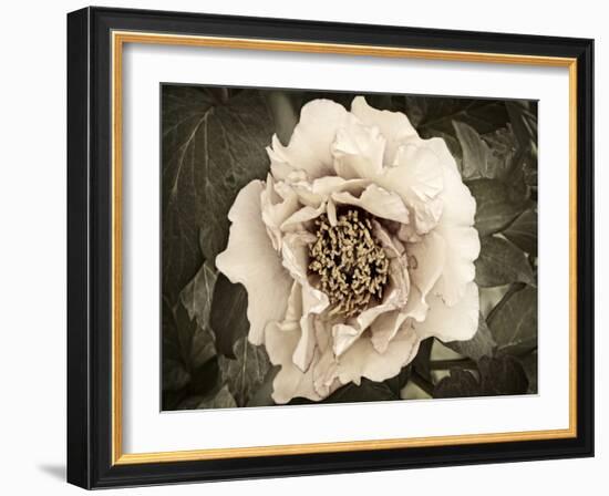 Golden Era Peony II-Rachel Perry-Framed Art Print