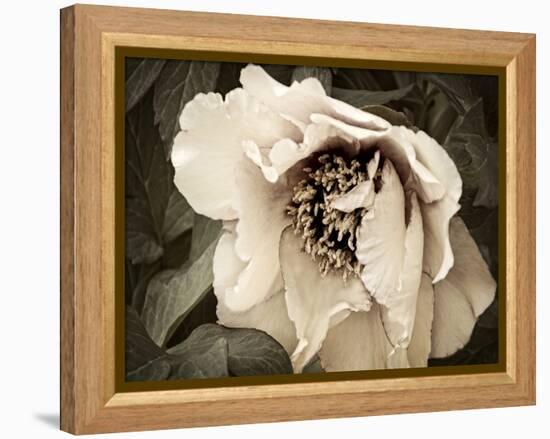 Golden Era Peony III-Rachel Perry-Framed Stretched Canvas