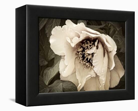 Golden Era Peony III-Rachel Perry-Framed Stretched Canvas