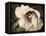 Golden Era Peony III-Rachel Perry-Framed Stretched Canvas