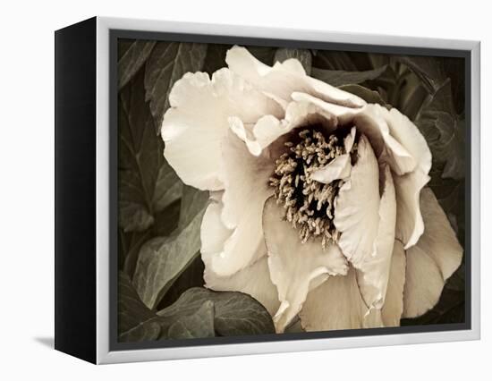 Golden Era Peony III-Rachel Perry-Framed Stretched Canvas