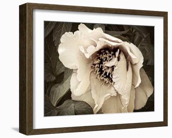 Golden Era Peony III-Rachel Perry-Framed Art Print