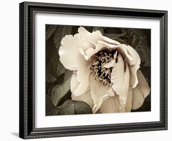 Golden Era Peony III-Rachel Perry-Framed Art Print