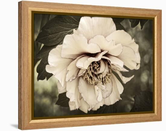 Golden Era Peony IV-Rachel Perry-Framed Stretched Canvas