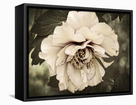 Golden Era Peony IV-Rachel Perry-Framed Stretched Canvas