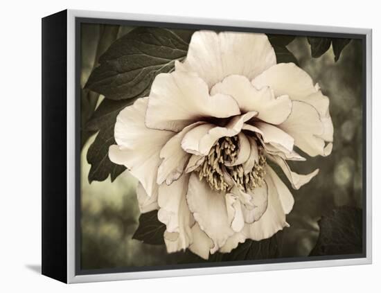 Golden Era Peony IV-Rachel Perry-Framed Stretched Canvas