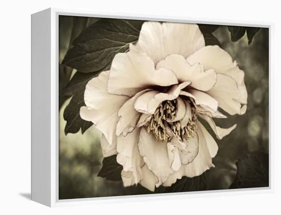 Golden Era Peony IV-Rachel Perry-Framed Stretched Canvas