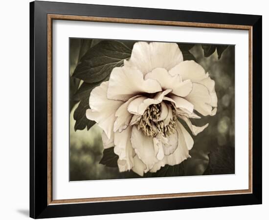 Golden Era Peony IV-Rachel Perry-Framed Art Print