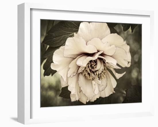 Golden Era Peony IV-Rachel Perry-Framed Art Print