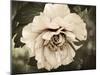 Golden Era Peony IV-Rachel Perry-Mounted Art Print